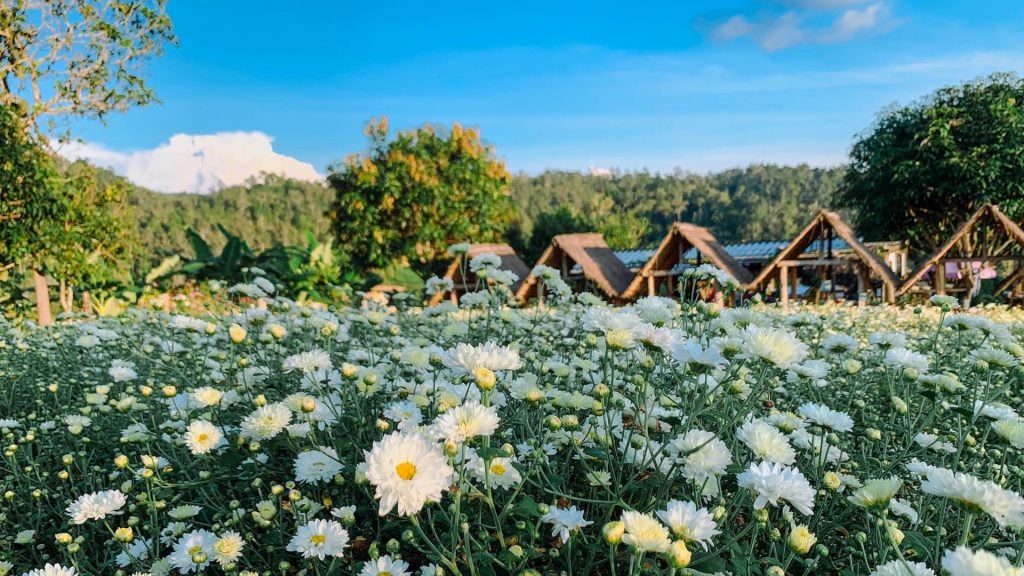 สถานที่เที่ยวเชียงใหม่ที่ 22 ไร่วังธาร ดอกเก๊กฮวย