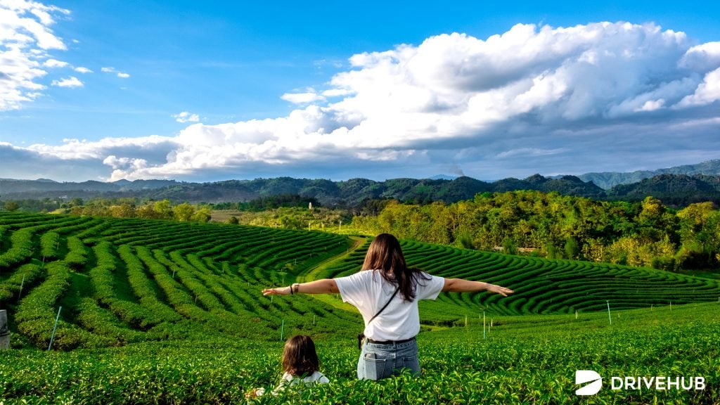 ที่เที่ยวเชียงราย ไร่ชาฉุยฟง  (Choui Fong Tea Plantation)