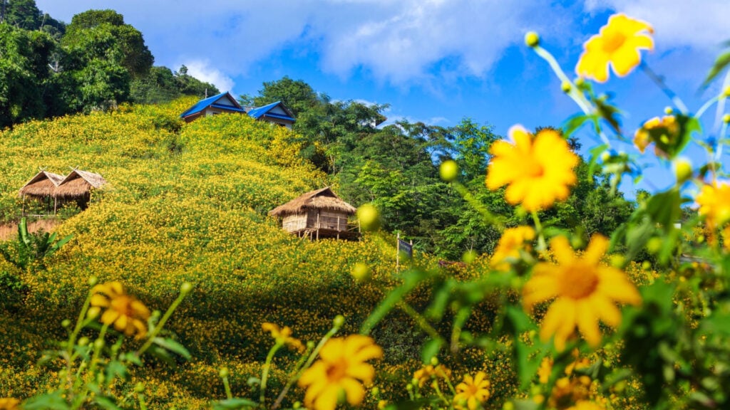 ที่เที่ยวเชียงราย - วนอุทยานดอยหัวแม่คำ (Doi Hua Mae Kham Forest Park)