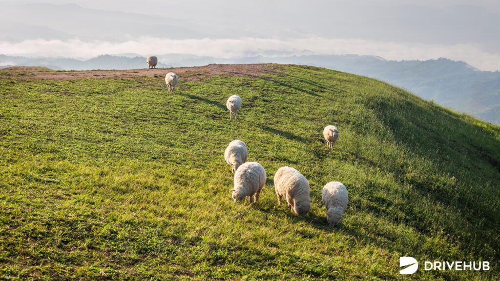 ที่เที่ยวเชียงราย - ดอยช้าง (Doi Chang)