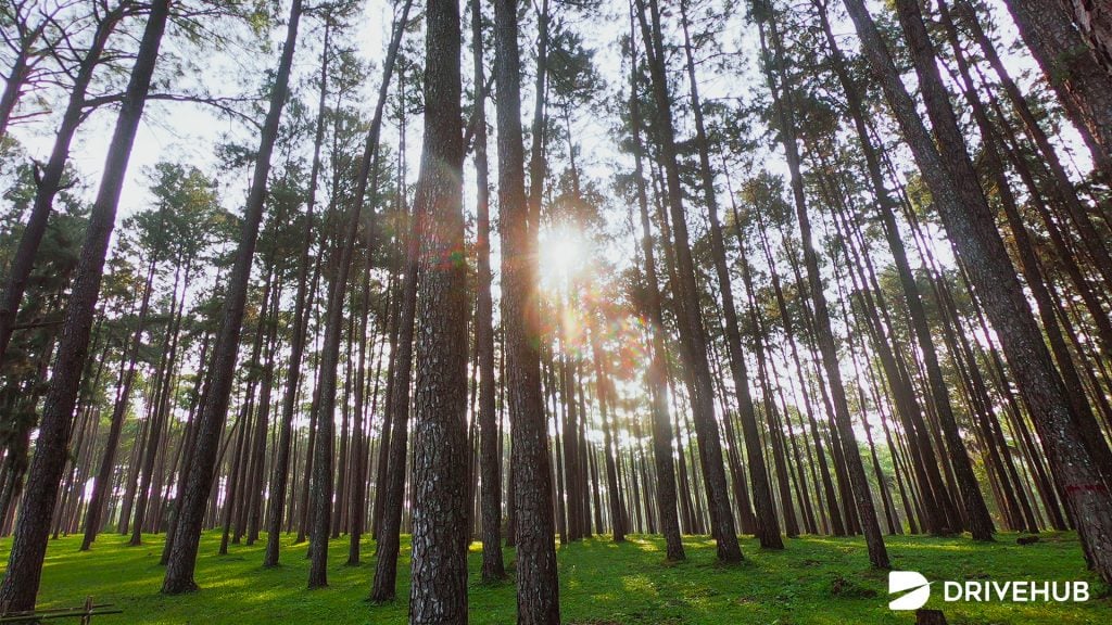 ที่เที่ยวหน้าฝน - สวนสนบ่อแก้ว จ.เชียงใหม่ (Bo Kaeo Pine Tree Garden)