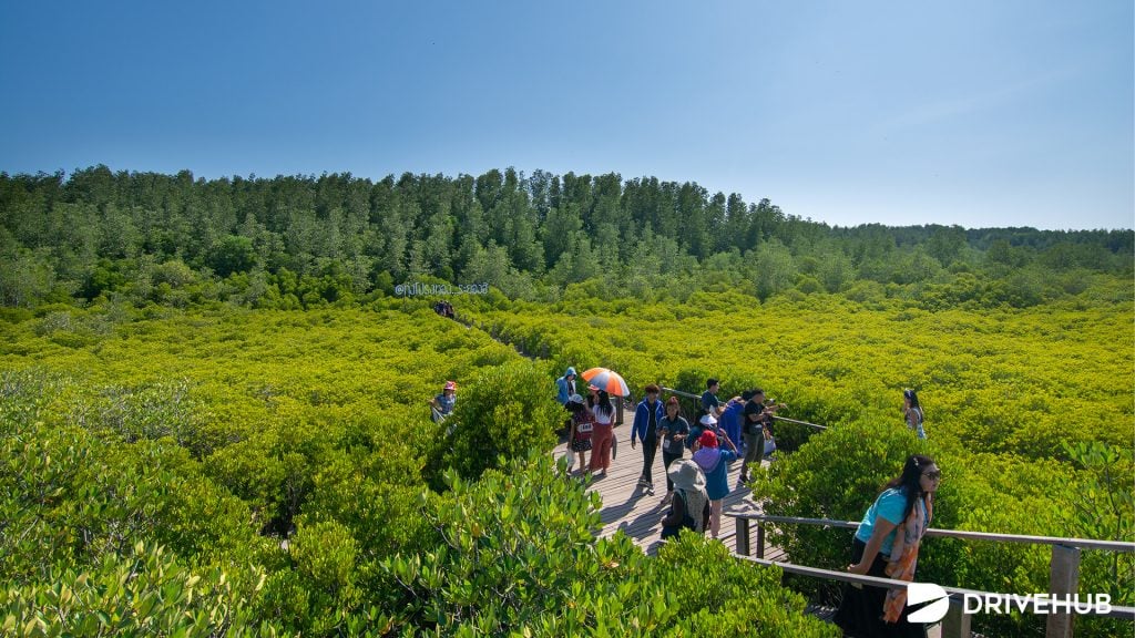 ที่เที่ยวหน้าฝน - ทุ่งโปรงทอง จ.ระยอง (Thung Prong Thong (Golden Meadow)