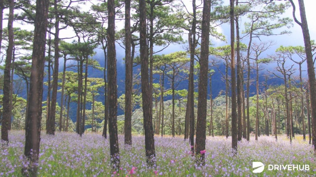 ที่เที่ยวธรรมชาติ - อุทยานแห่งชาติภูสอยดาว จ.อุตรดิตถ์ (Phu soi dao National Park)
