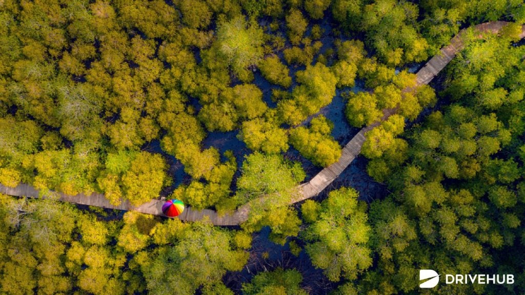 ที่เที่ยวธรรมชาติ - ทุ่งโปรงทอง จ.ระยอง (Thung Prong Thong (Golden Meadow)
