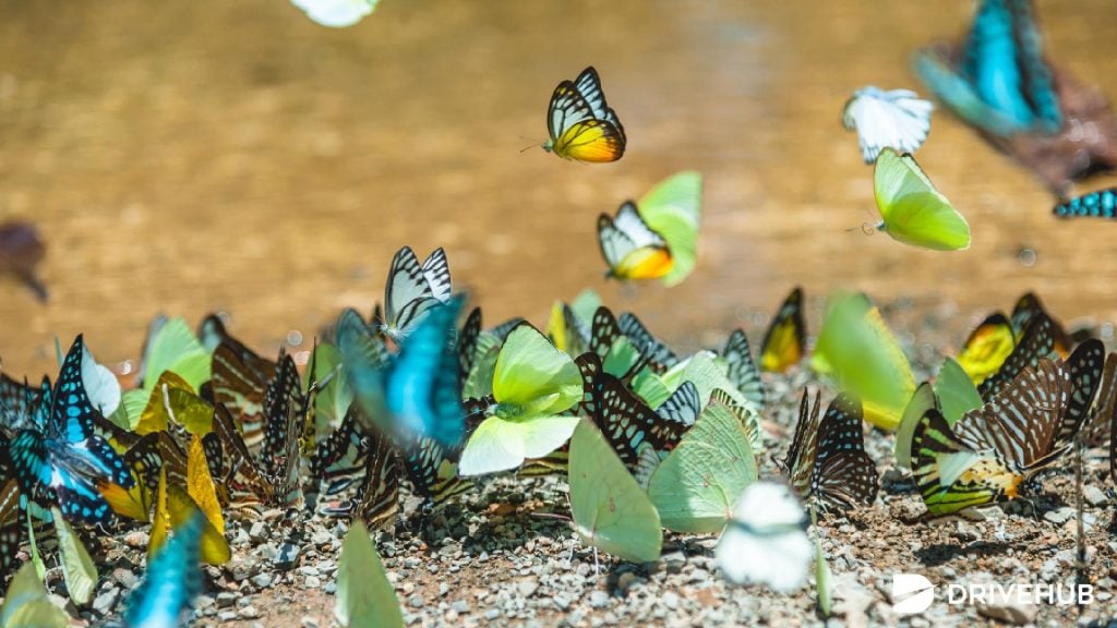 ที่เที่ยวธรรมชาติ - อุทยานแห่งชาติปางสีดา จ.สระแก้ว (Pang sida National Park)
