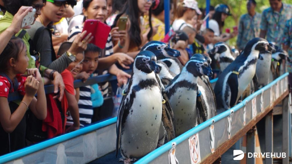 ที่เที่ยวใกล้กรุงเทพ - สวนสัตว์เปิดเขาเขียว จ.ชลบุรี (Khao Kheow Open Zoo)