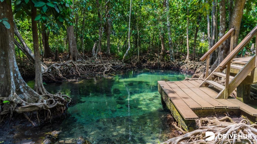 ที่เที่ยวกระบี่ - ป่าพรุท่าปอม คลองสองน้ำ (Tha Pom Klong Song Nam)