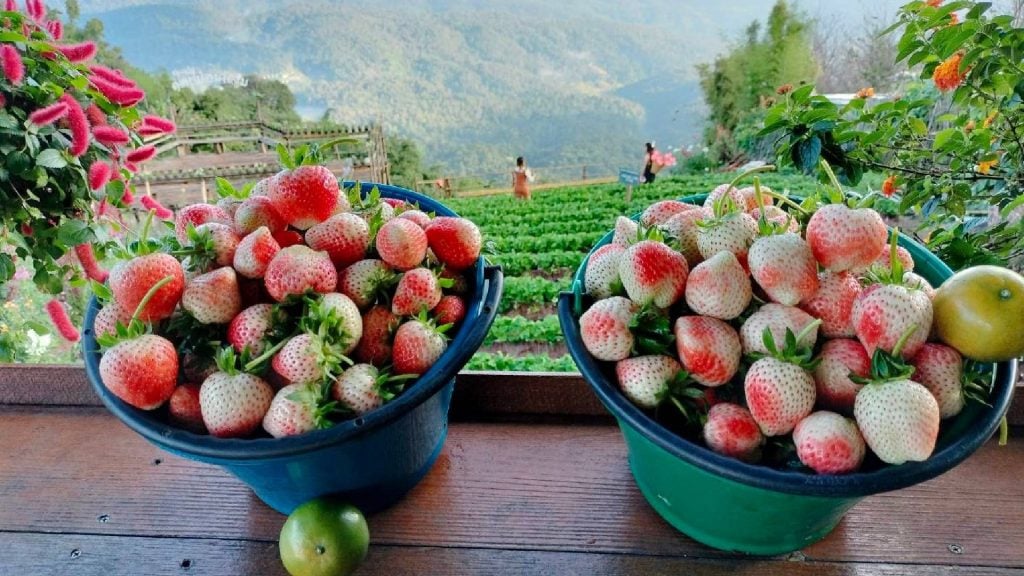 ที่เที่ยวม่อนแจ่ม - ไร่สตรอเบอรี่ปลายฟ้า ม่อนแจ่ม เชียงใหม่ (Plai Fa Strawberry Farm)
