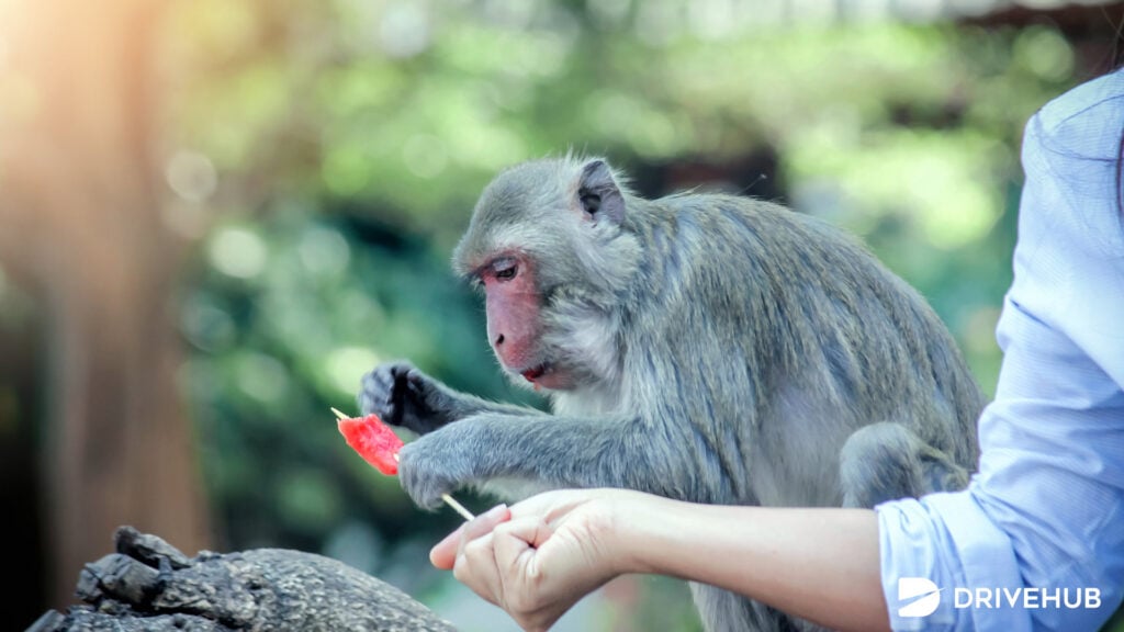 ที่เที่ยวอุดรฯ - สวนธรรมชาติ - สวนลิง (Monkey Park) 