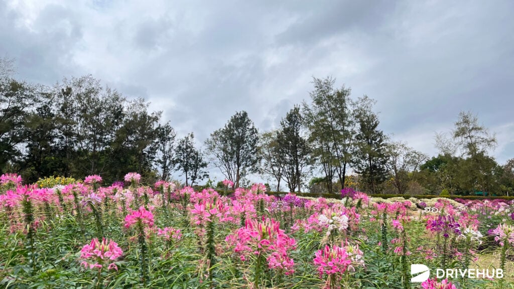ที่เที่ยวอุดรฯ - ภูฝอยลม (Phu Foi Lom National Park)
