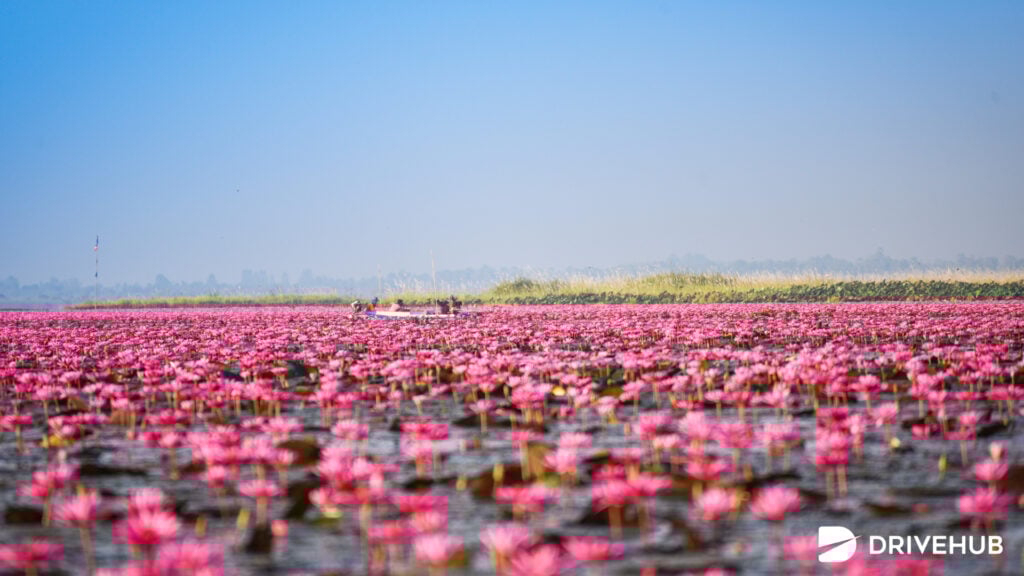 ที่เที่ยวอุดรฯ - ทะเลบัวแดง (Red Lotus Lake)
