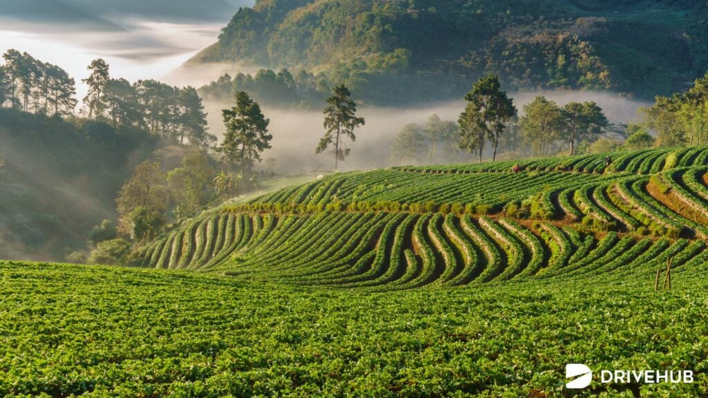 ที่เที่ยวเชียงใหม่ - ดอยอ่างขาง (Doi Ang Khang)