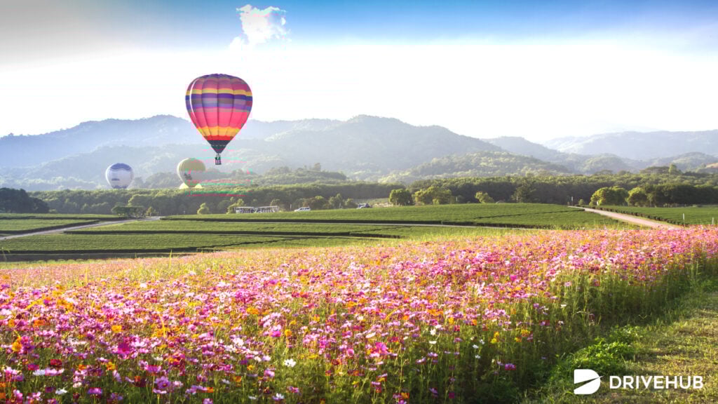 ที่เที่ยวปีใหม่ - ไร่สิงห์ปาร์ค เชียงราย (Singha Park Chiang Rai)