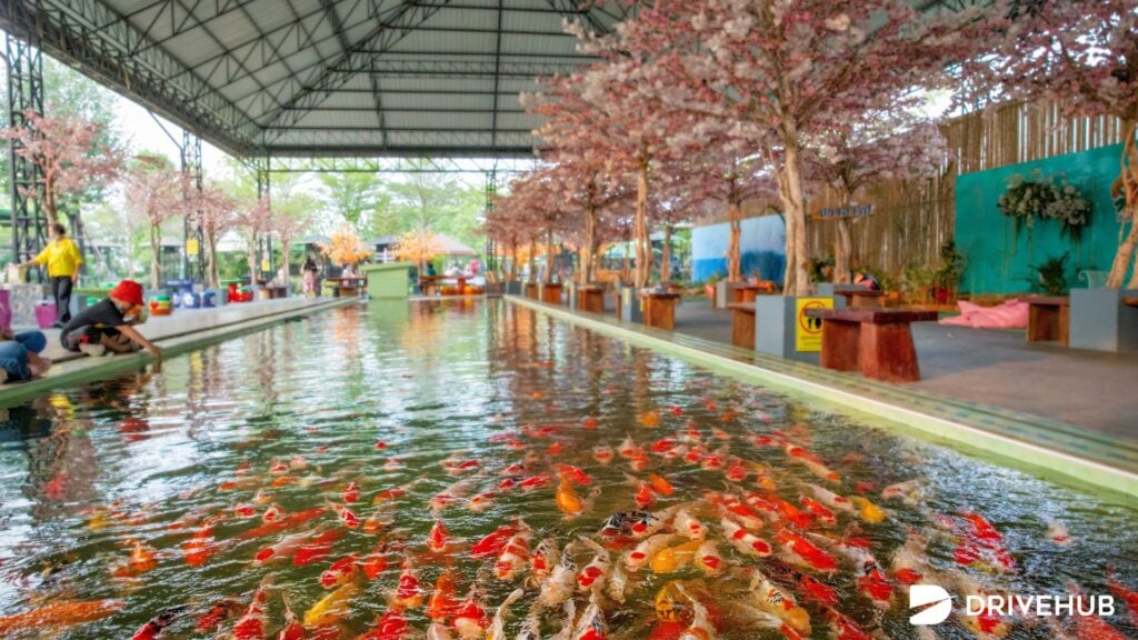 ที่เที่ยวอยุธยา - ศรีอยุธยา ไลอ้อน ปาร์ค (Sriayuthaya Lion Park)