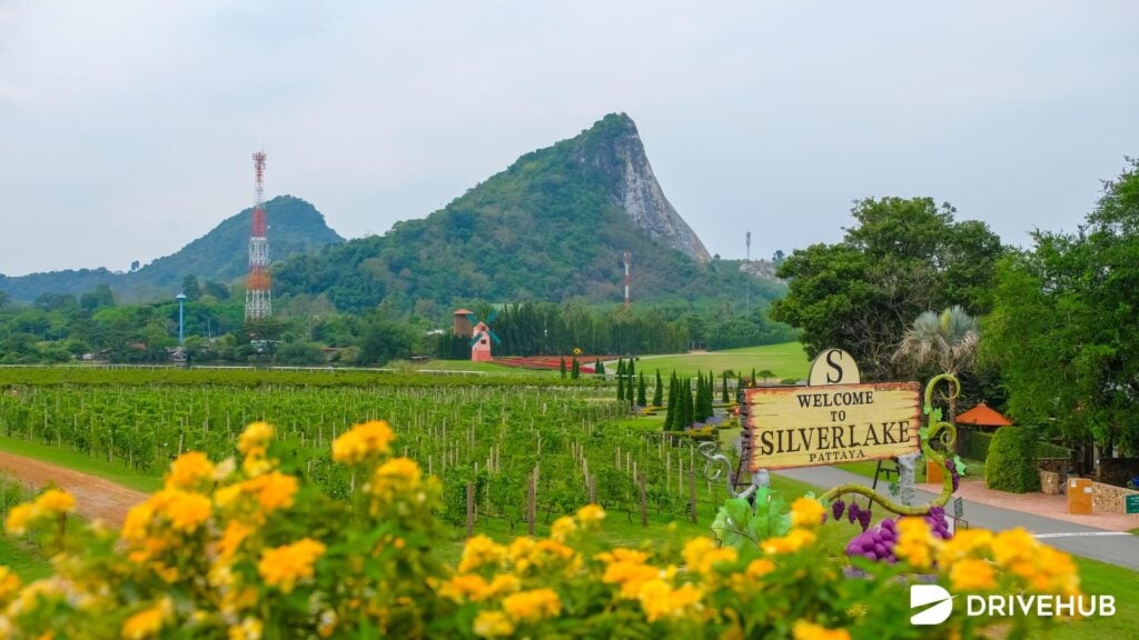ที่เที่ยวพัทยา - ไร่องุ่นซิลเวอร์เลค (Silverlake Vineyard)  
