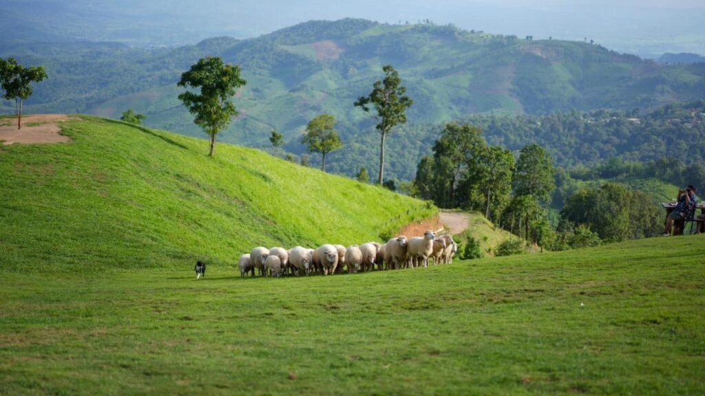 ที่เที่ยวเชียงราย - ฟาร์มแกะอาข่า ฟาร์มวิลล์ (Akha Farmville)