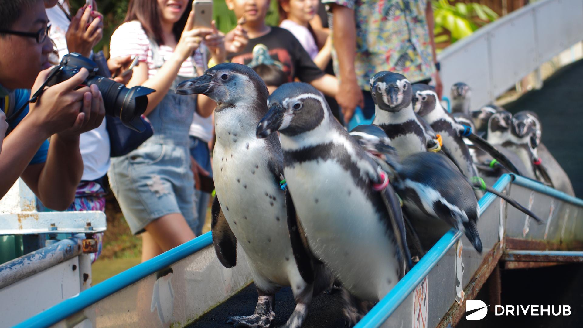 ที่เที่ยวชลบุรี - สวนสัตว์เปิดเขาเขียว (Khao Kheow Open Zoo)

