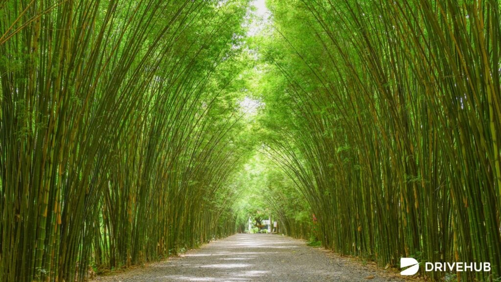 ที่เที่ยวนครนายก - อุโมงค์ไผ่ วัดจุฬาภรณ์วนาราม (Bamboo Tree Tunnel)