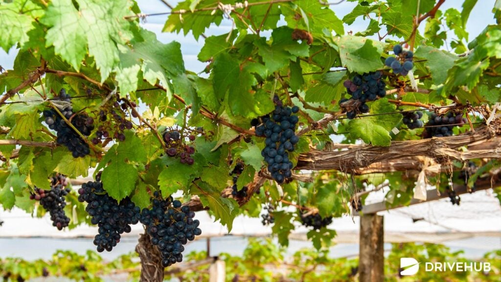 ที่เที่ยวเขาใหญ่ - พีบีวัลเล่ย์ เขาใหญ่ ไวน์เนอรี่ (PB Valley Khao Yai Winery)  
