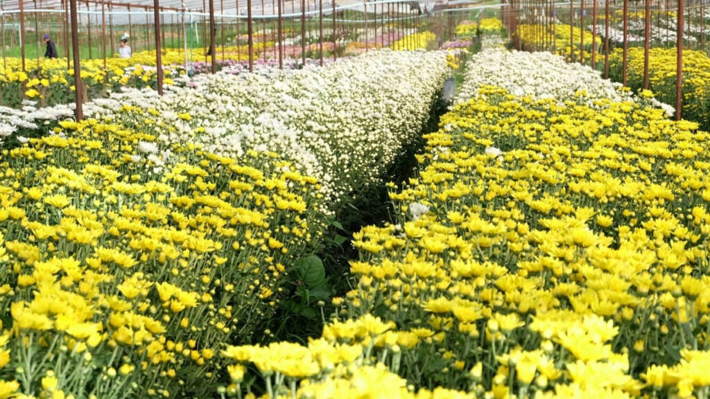 ที่เที่ยวเขาใหญ่ - สวนเบญจมาศบิ๊กเต้ (BigTae Garden)
