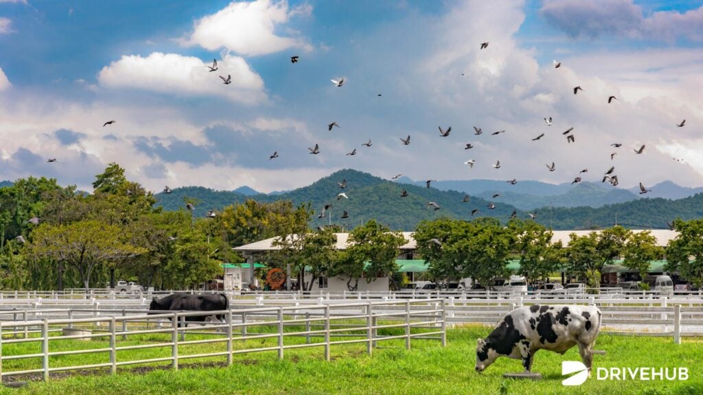ที่เที่ยวเขาใหญ่ - ฟาร์มโชคชัย (Farm Chokchai)  