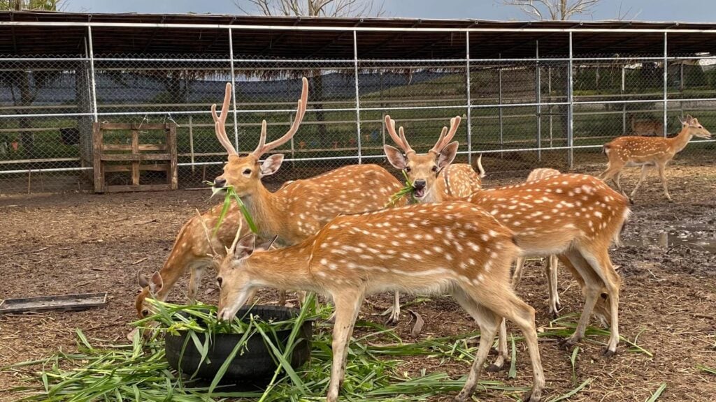 ที่เที่ยวเขาใหญ่ - มาย โอโซน เอนิมอล คลับ (My Ozone Animal Club)  