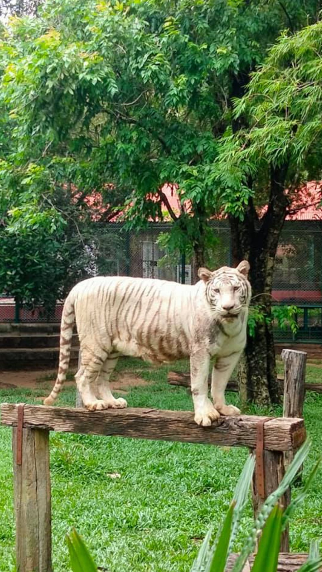 ที่เที่ยวอุบล - สวนเสือตระการ (Tiger Park Ubon)