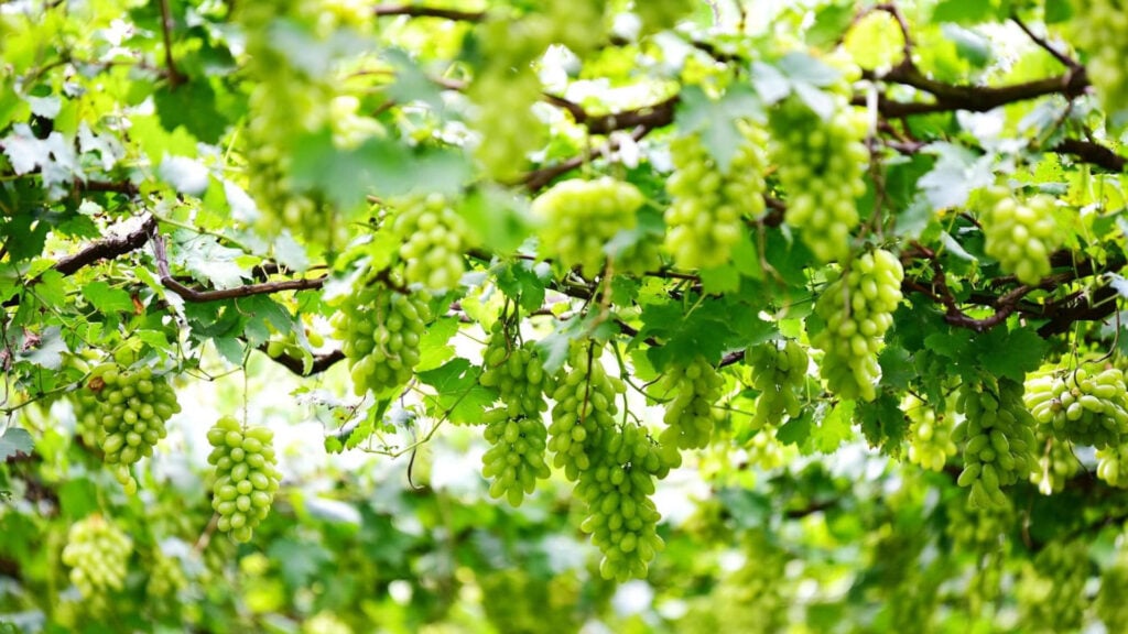 ที่เที่ยวราชบุรี - ไร่องุ่นภูผา หรือ ไร่องุ่นปัญญาสวรรค์ (Panyasawan Farm)