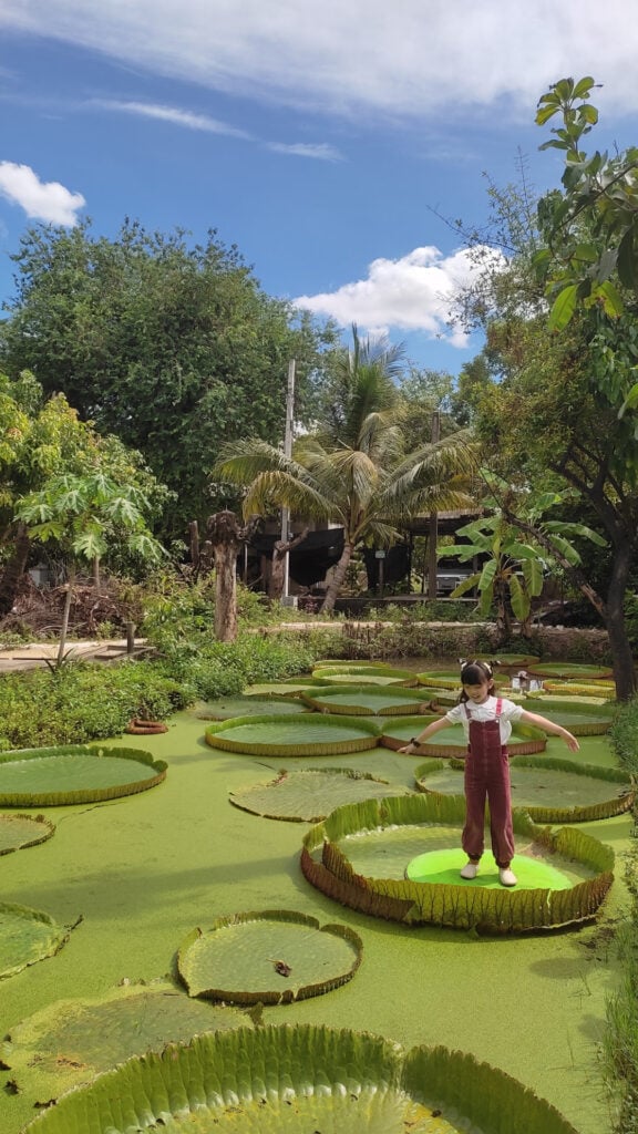 ที่เที่ยวนนทบุรี - สวนมาลัยบัววิคทอเรีย (Suan Malai Victoria Water Lily Agrotourism)
