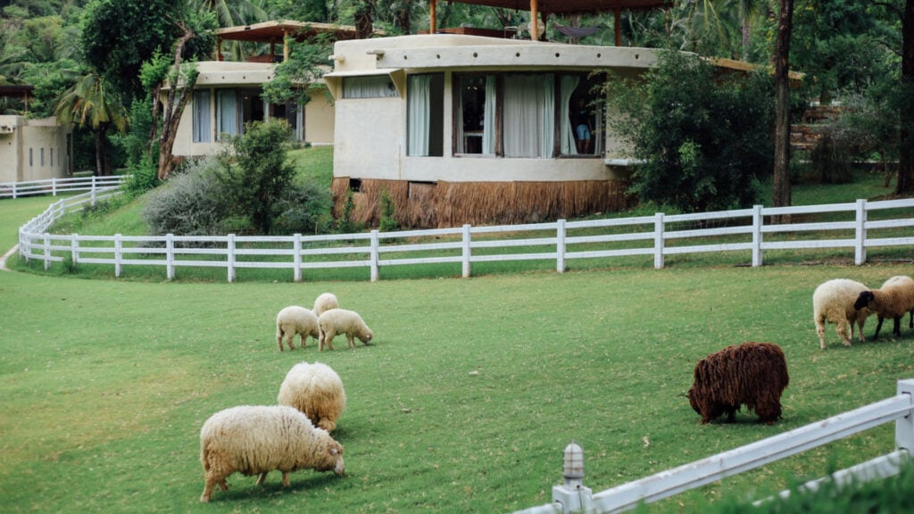 ที่เที่ยวราชบุรี - เดอะซีนเนอรี่ วินเทจ ฟาร์ม (The Scenery Vintage Farm)