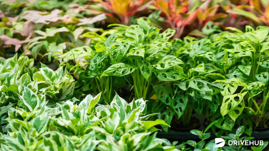 ที่เที่ยวนนทบุรี - ตลาดต้นไม้พระเงิน (Phra Nguen Plant Market)