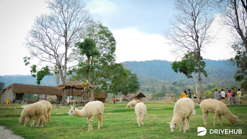 ที่เที่ยวราชบุรี - 15. อัลปาก้าฮิลล์ (Alpaca Hill)