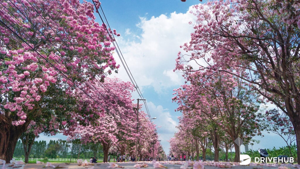 ที่เที่ยวนครปฐม - อุโมงค์ชมพูพันธุ์ทิพย์ (Pink Trumpet Tree Tunnel)