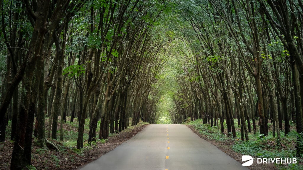ที่เที่ยวนครศรีธรรมราช - อุโมงค์ต้นยางขนอม (Khanom Rubber Tree Tunnel)  
