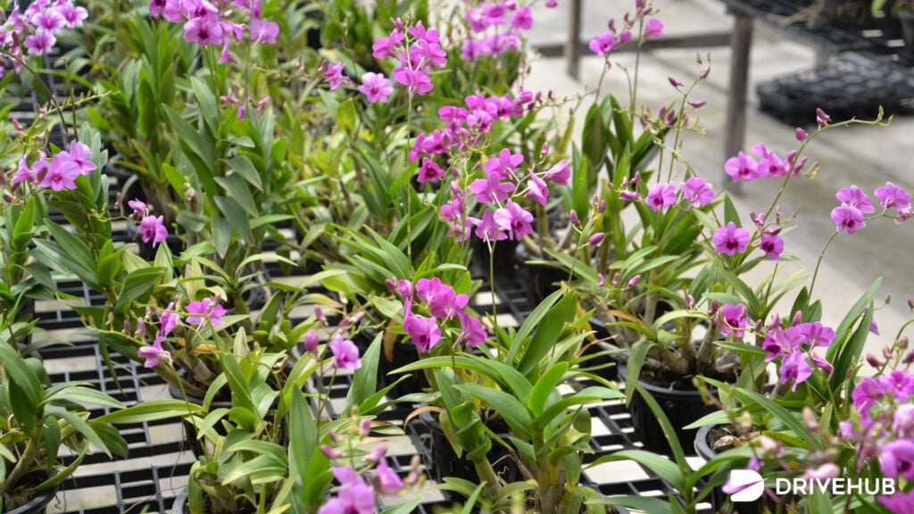 ที่เที่ยวนครปฐม - ซูเปอร์มาร์เก็ต กล้วยไม้ แอร์ ออร์คิดส์ (Air Orchids Supermarket)  