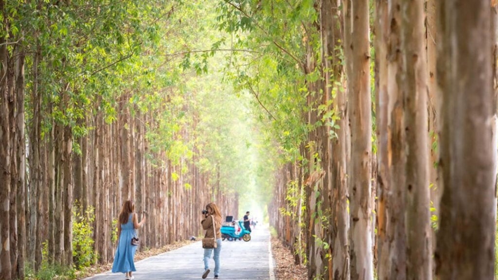 ที่เที่ยวนครปฐม - อุโมงค์ยูคาลิปตัส (Eucalyptus Road Photo Spot)  