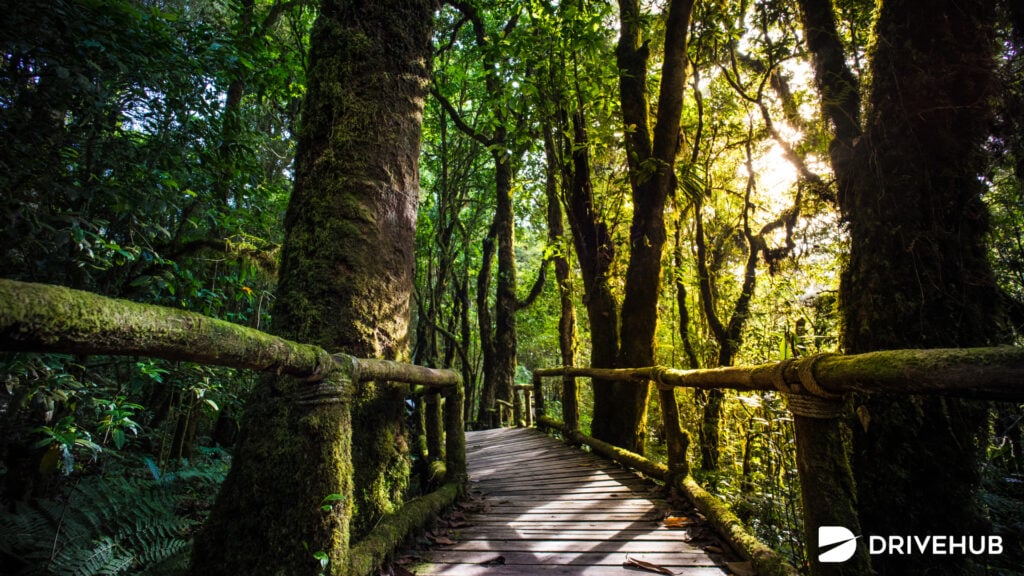 ที่เที่ยวดอยอินทนนท์ - อ่างกา (Ang Ka Nature Trail)