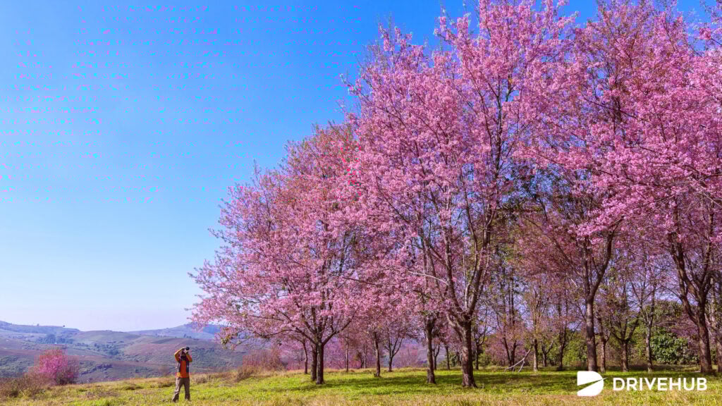 ที่เที่ยวหน้าหนาว - ภูลมโล จ.เลย (Phu Lom Lo)