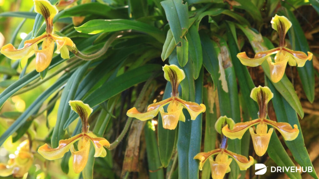 ที่เที่ยวดอยอินทนนท์ - โครงการอนุรักษ์พันธุ์กล้วยไม้รองเท้านารีอินทนนท์ (Inthanon Lady’s Slipper Orchid Under Initative Conservation Project)