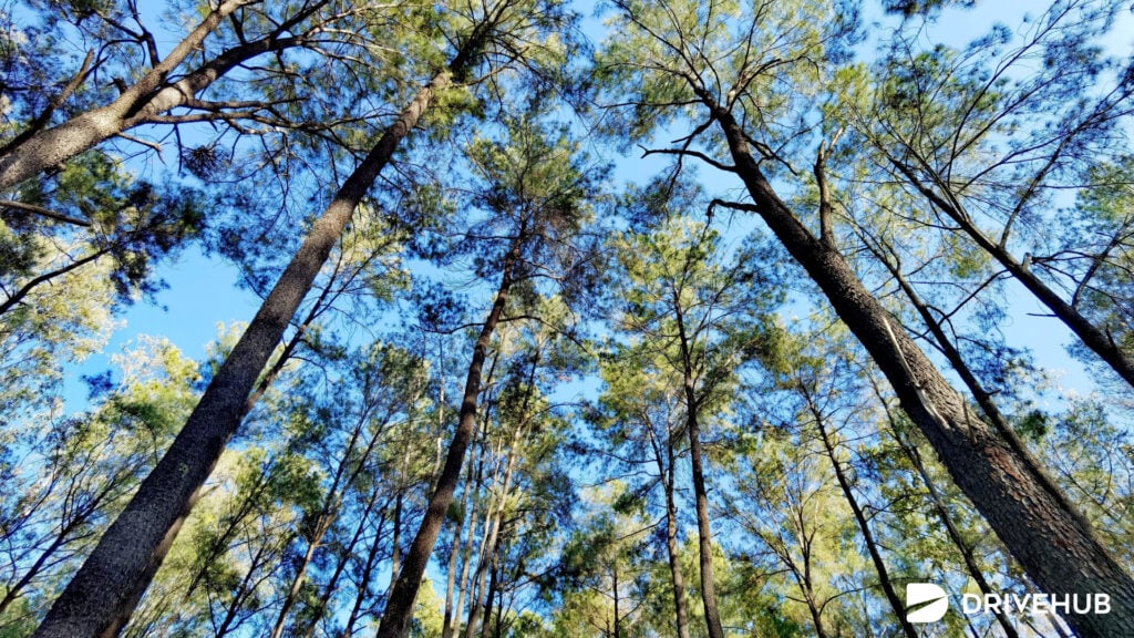 ที่เที่ยวหน้าหนาว - สวนสนแม่แตง จ.เชียงใหม่ (Mae Taeng Pine Tree Garden)