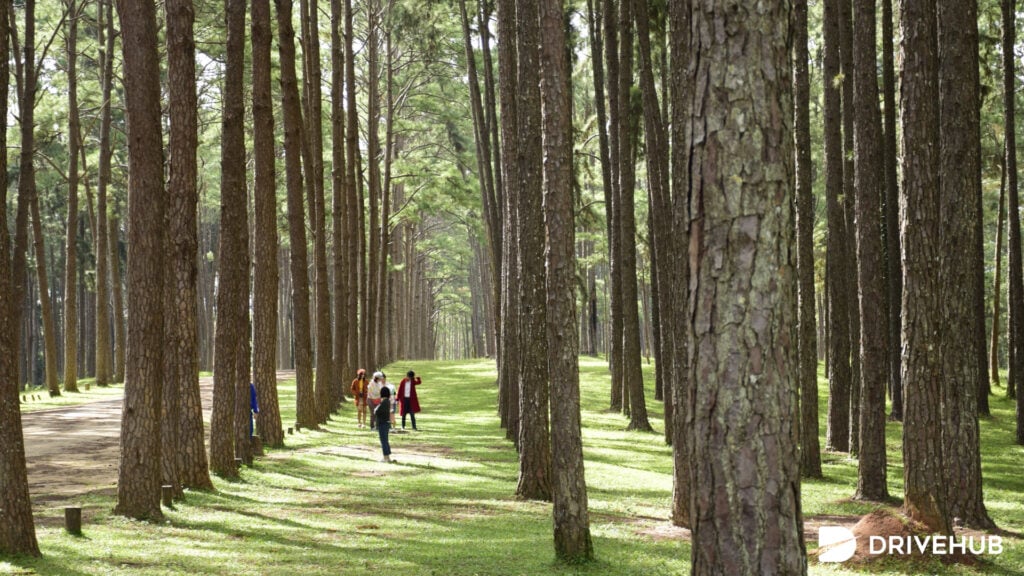 ที่เที่ยวหน้าหนาว - สวนสนบ่อแก้ว จ.เชียงใหม่ (Bo Kaeo Pine Tree Garden)