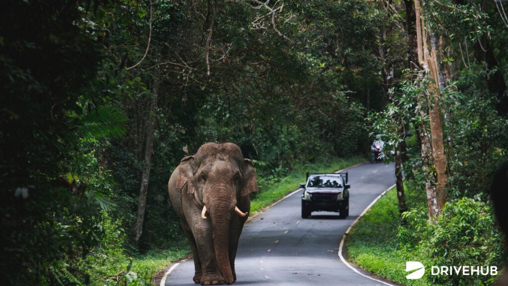 ที่เที่ยวโคราช - อุทยานแห่งชาติเขาใหญ่ (Khao Yai National Park)  
