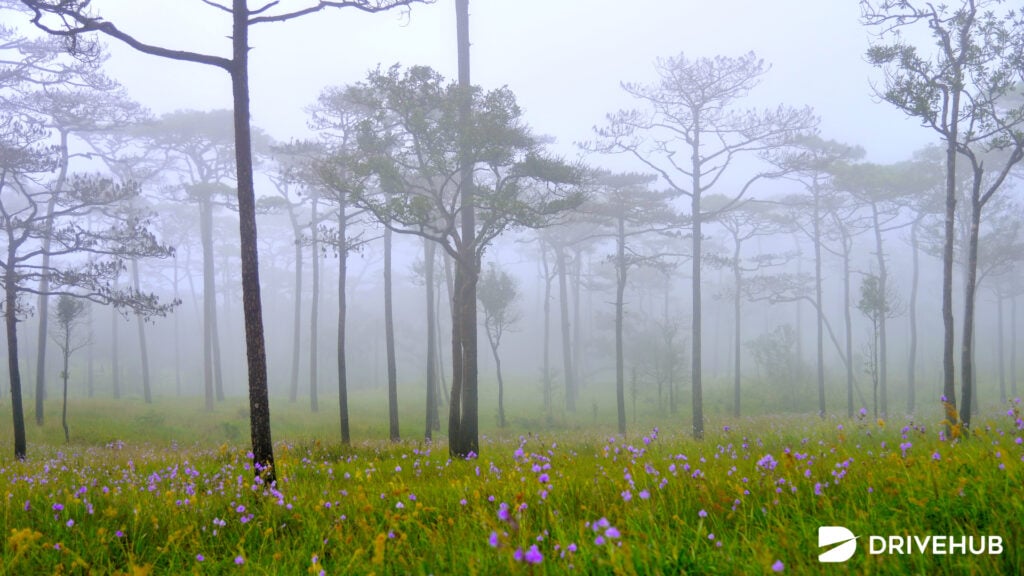 ที่เที่ยวพิษณุโลก - ภูสอยดาว (Phu Soi Dao)  