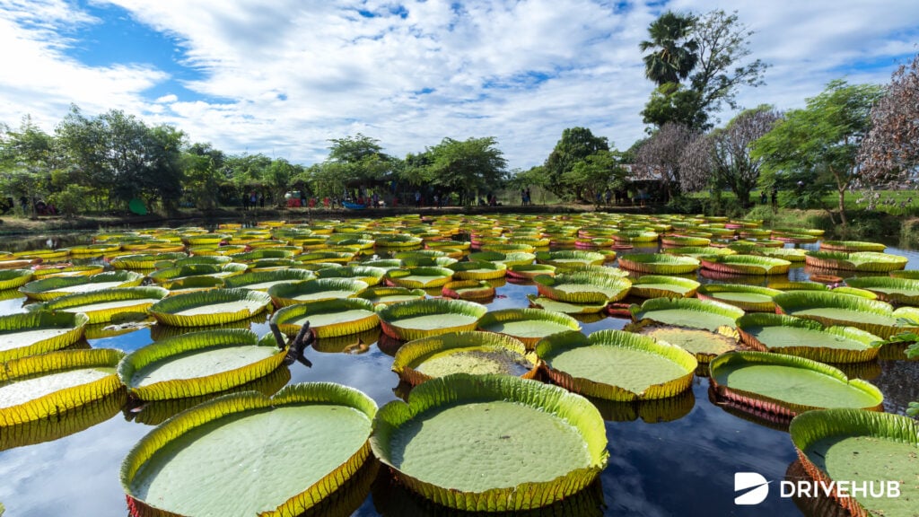 ที่เที่ยวพิษณุโลก - สวนบัวอมรรัตน์ (Victoria Waterlilies)  