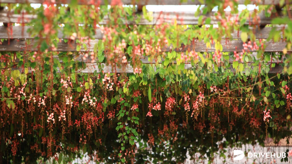 ที่เที่ยวพิษณุโลก - สวนพฤกษศาสตร์บ้านร่มเกล้า (Romklao Botanic Garden)  