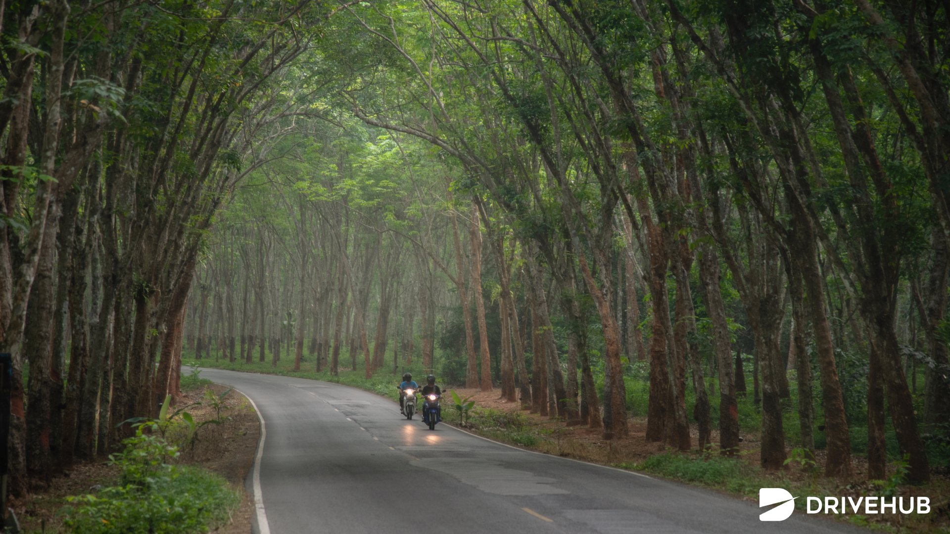 ที่เที่ยวสุราษฯ - อุโมงค์ต้นยาง (Rubber Tree Tunnel