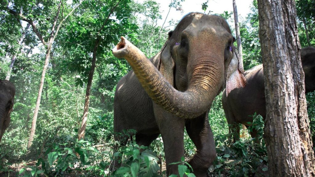 ที่เที่ยวเชียงดาว - ปางช้างเชียงดาว (Maetaeng Elephant Park & Clinic)