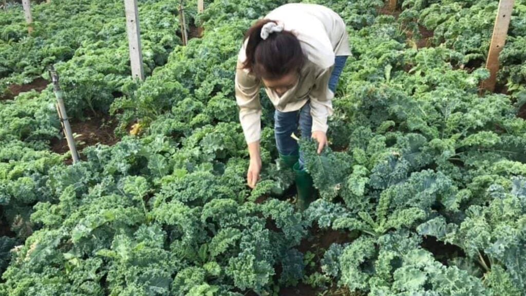 ที่เที่ยวเชียงดาว - โป่งแยงฟาร์ม (Pong Yang Farm)