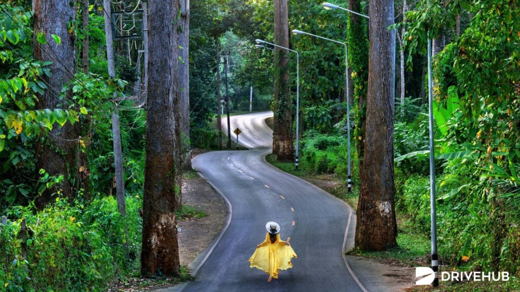 ที่เที่ยวเชียงดาว - อุโมงค์ต้นไม้เชียงดาว (Giant Trees Alley)
