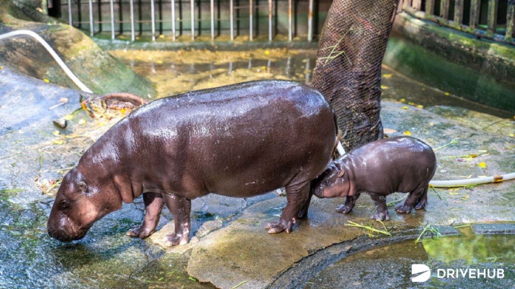 สวนสัตว์ทั่วไทย - สวนสัตว์เปิดเขาเขียว (Khao Kheow Open Zoo)
